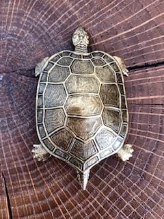 Broche Tortue Dorée Evesome - Evesome Golden Turtle Brooch